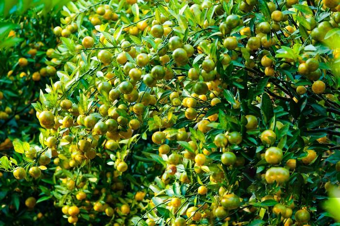 1675666760724929.jpg 3.jpg